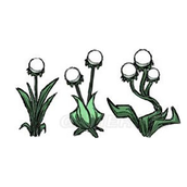 饥荒洞穴一层植物与设施  植物属性图文介绍