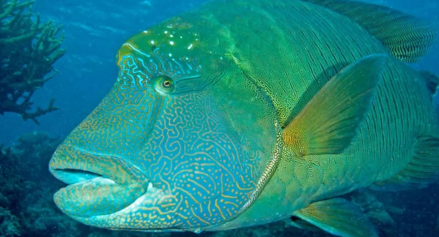 人们俗称的苏眉鱼是以下哪种鱼_11.25神奇海洋今日答题答案最新2025