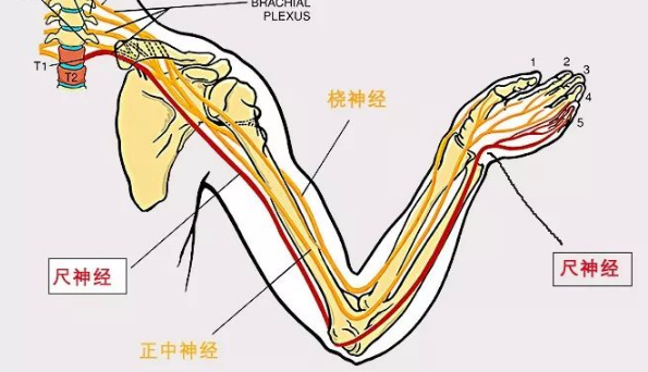 人们常说手肘处有麻筋其实是_支付宝2025蚂蚁庄园小鸡最新答案11.26