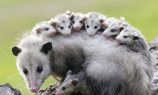 蚂蚁庄园11月26日今日答案2025_支付宝2025蚂蚁庄园小鸡最新答案11.26