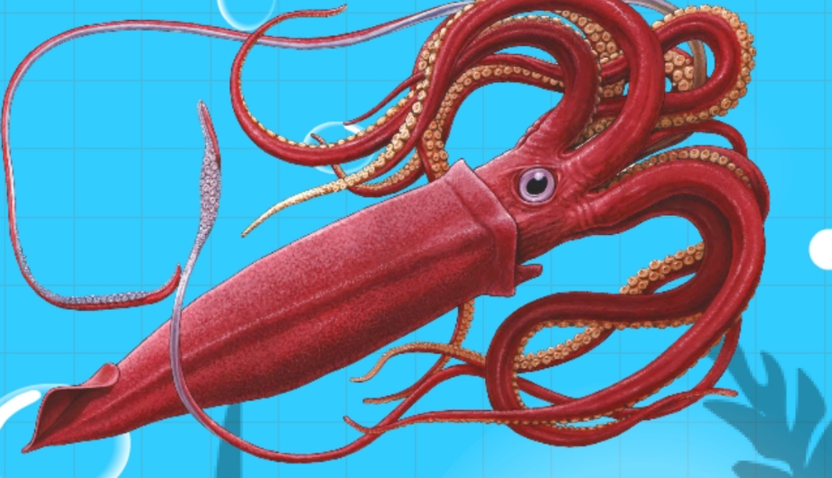 抹香鲸主要捕食哪种大型深海动物_12.8神奇海洋今日答题答案最新2025