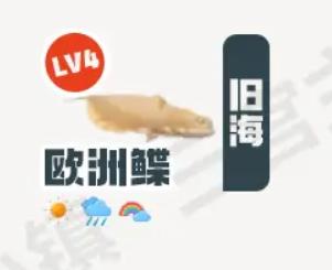 《心动小镇》欧洲鲽在哪里钓_欧洲鲽钓鱼点钓鱼时间图鉴