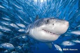 鲨鱼是否需要饮用海水补充水分