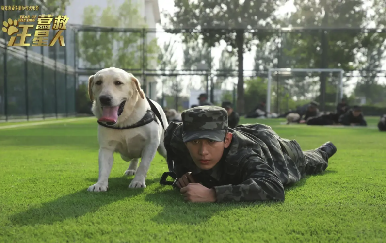 营救汪星人全集资源在线看-营救汪星人最新一集免费观看入口地址