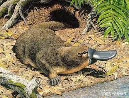 鸭嘴兽属于哪类动物