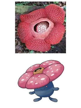 宝可梦Pokopia臭臭花怎么招募