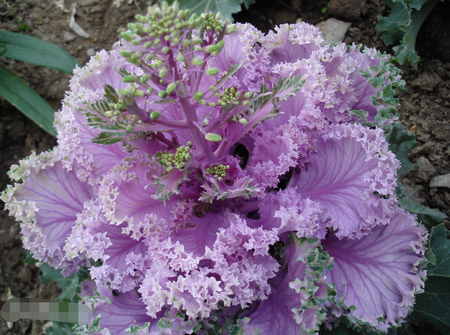 羽衣甘蓝在中国叫什么-羽衣甘蓝为什么叫这名