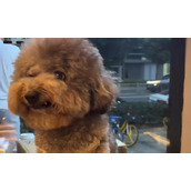 （《小狗咖啡馆》钻石获取攻略！）如何快速获得游戏中的钻石？玩家必看！