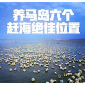 （南戴河赶海攻略——掌握技巧尽享丰收）南戴河赶海技能分享，轻松捕获丰富海鲜美食
