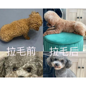 （《狗子技能搭配攻略大全》）掌握狗子技能，成为攻击之王 - 心得分享 - 游戏攻略港