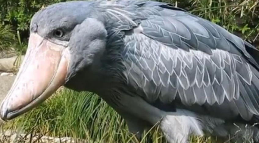 以下符合鲸头鹳特征的是