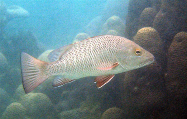 红友鱼是以下哪种鱼的俗称