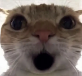 三角洲鼠鼠表情包大全2025