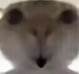 三角洲鼠鼠表情包大全2025