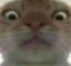 三角洲鼠鼠表情包大全2025