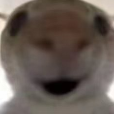 三角洲鼠鼠表情包大全2025