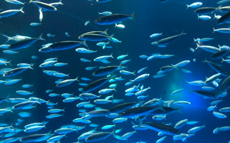 蓝圆鲹的身体有什么特征