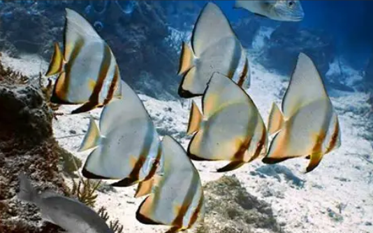 以下哪一项是圆眼燕鱼幼鱼的伪装方式