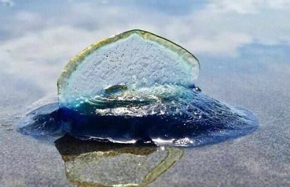 帆水母主要靠什么在水面移动