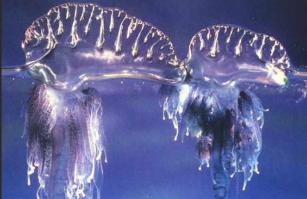 僧帽水母的毒性来自哪里