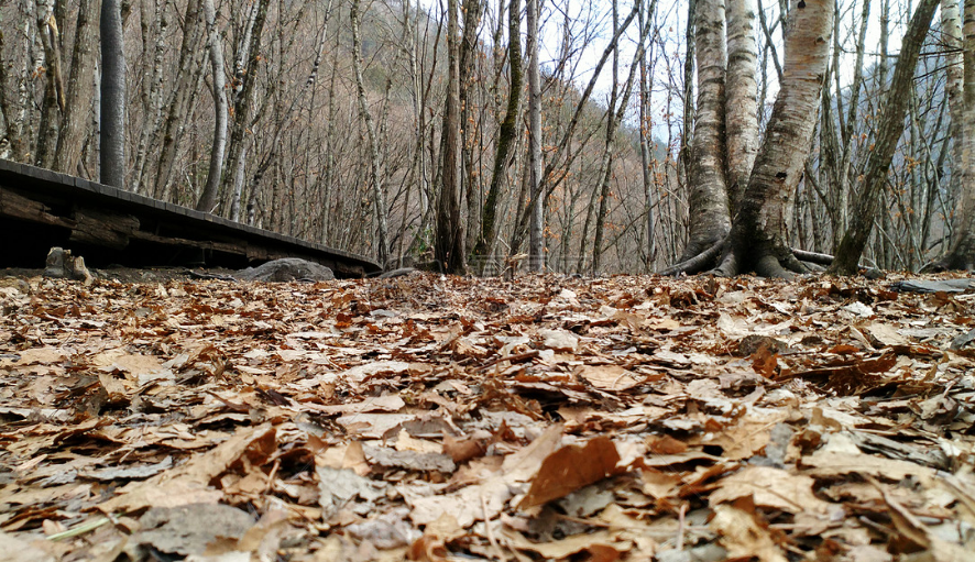 有些树木会在冬天落叶主要是为了_支付宝2025蚂蚁庄园小鸡最新答案12.4