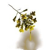 艾尔登法环黑夜君临金色露珠获取攻略：如何获得遗物金色泪珠