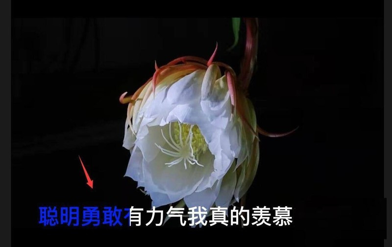 剪映怎么给字幕变色