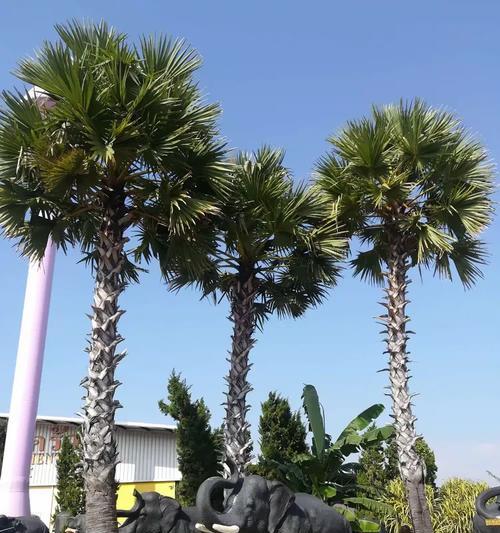 探索珊瑚岛水果的秘密(揭开珊瑚岛水果背后的奇妙之谜)-第1张图片- 探索珊瑚岛水果的秘密(揭开珊瑚岛水果背后的奇妙之谜)-第1张图片-