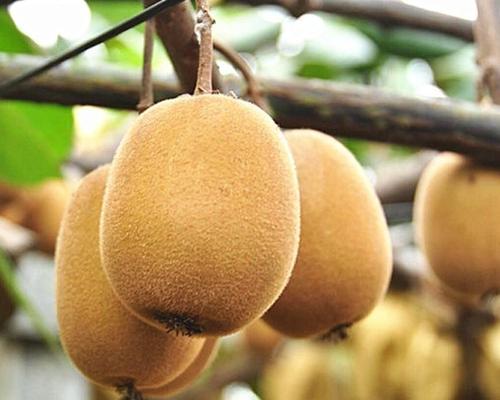 探索珊瑚岛水果的秘密(揭开珊瑚岛水果背后的奇妙之谜)-第2张图片- 探索珊瑚岛水果的秘密(揭开珊瑚岛水果背后的奇妙之谜)-第2张图片-