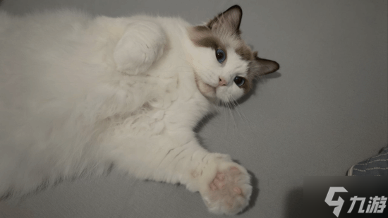 玩家4090显卡着火无人发现 猫咪紧急“呼叫”救援