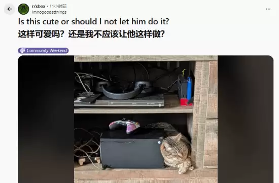 我的猫痴迷XBOX：游戏机秒变猫窝让主人又爱又无奈