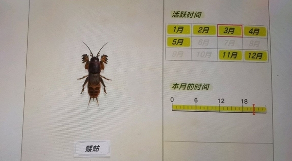 集合啦动物森友会蝼蛄怎么抓 NS动物之森蝼蛄捕捉方法